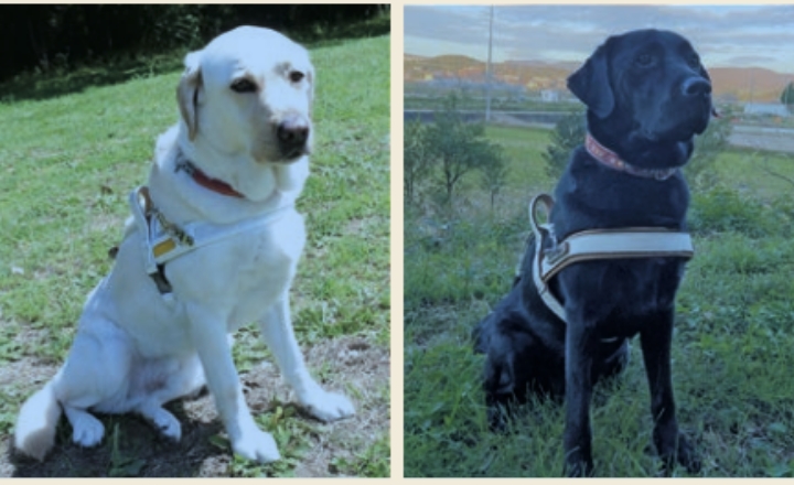 2021年度貸与盲導犬「テネロ」と「スモ」