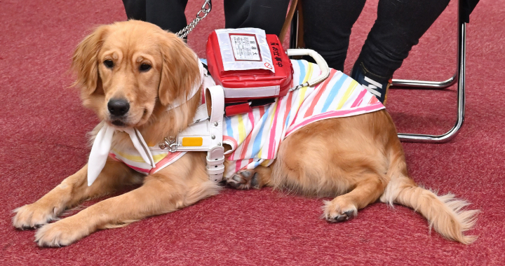 2021年度貸与盲導犬「テネロ」と「スモ」